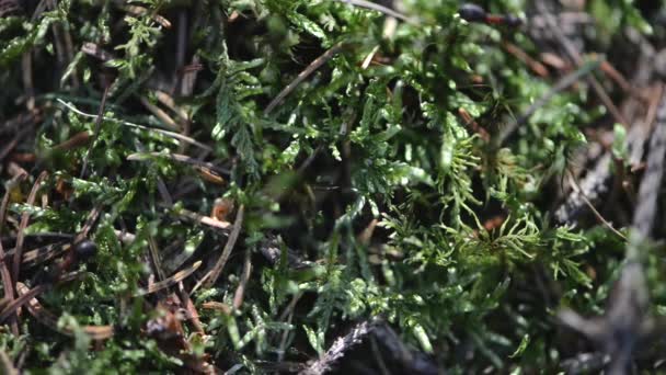 Grupo de hormigas en el bosque — Vídeos de Stock