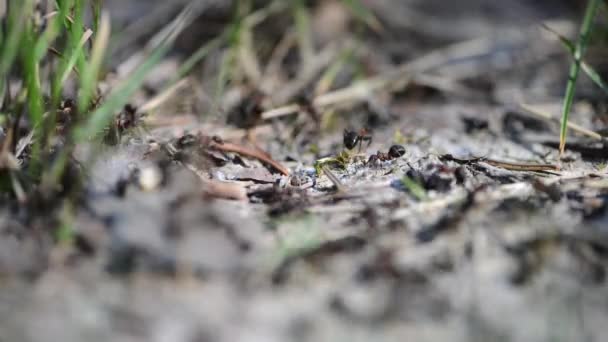 Grupo de hormigas en el bosque — Vídeo de stock