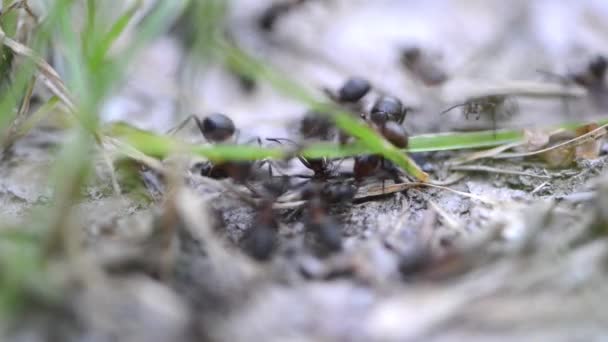 Група мурашок в лісі — стокове відео