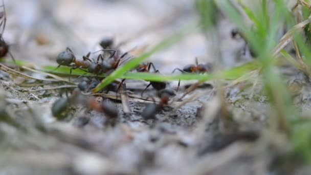 Grupo de hormigas en el bosque — Vídeo de stock