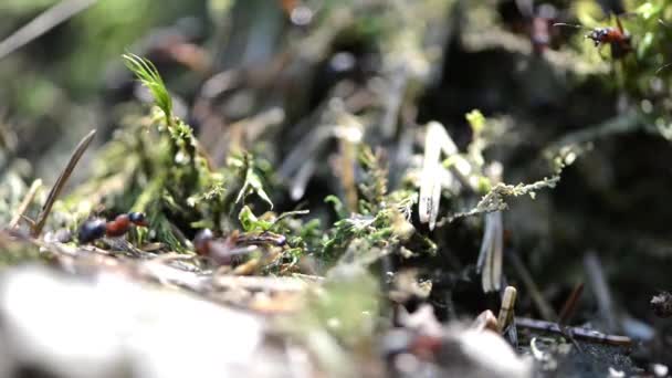 Grupo de hormigas en el bosque — Vídeos de Stock