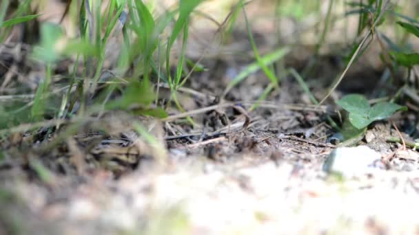 Grupo de hormigas en el bosque — Vídeo de stock