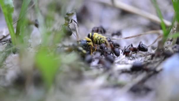 Csoport a hangyák, az erdő — Stock videók