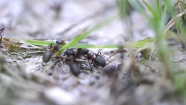 Groupe de fourmis dans la forêt — Video