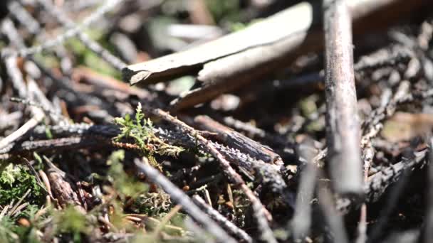 Ameisengruppe im Wald — Stockvideo
