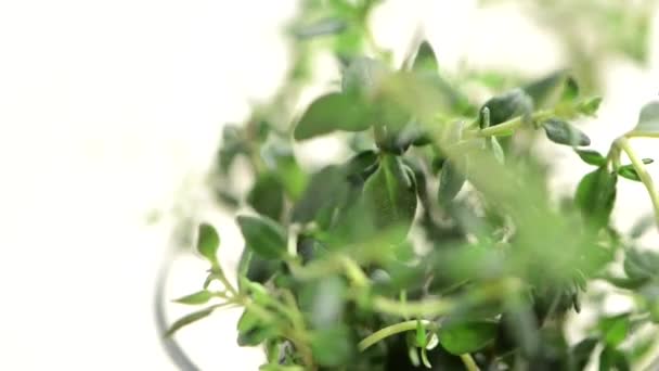 Rotating Thyme — Stock Video