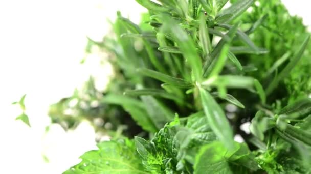 Fresh Herbs rotating — Stock Video