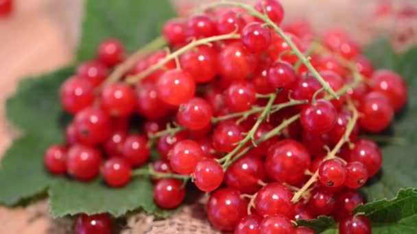 Rotating red Currants — Stock Video