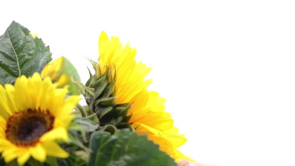 Girasole senza cuciture — Video Stock