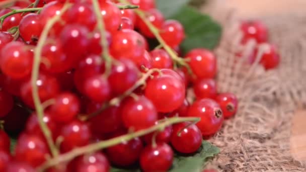 Ribes rosso rotante — Video Stock