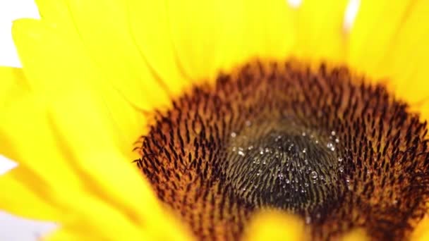 Schlupflöcher Sonnenblume — Stockvideo
