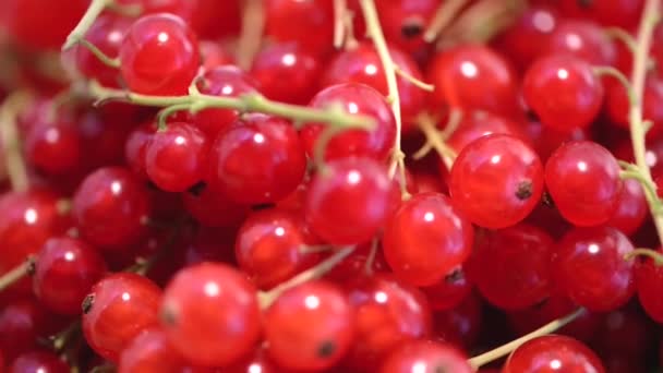 Rote Johannisbeeren rotieren — Stockvideo