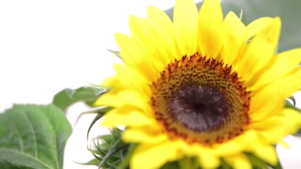 Rotierende Sonnenblumen — Stockvideo