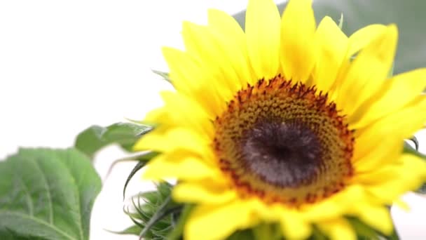 Girasoles giratorios — Vídeo de stock