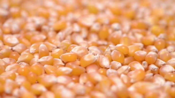 Желтая кукуруза — стоковое видео