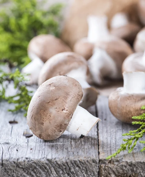 Heap of fresh Mushrooms — Stock Photo, Image