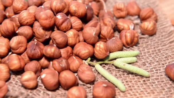 Hazelnuts — Stock video