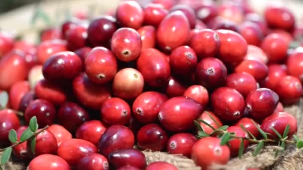 Fresh Cranberries — Stock Video