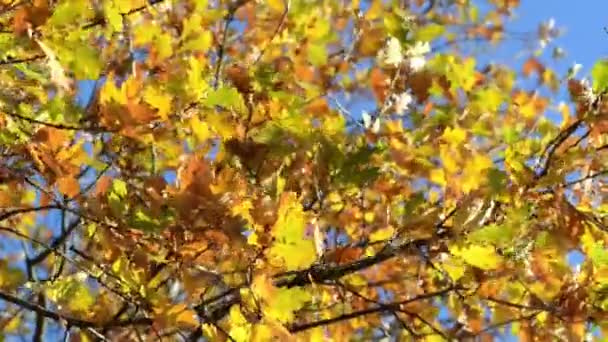 Листя осень — стокове відео