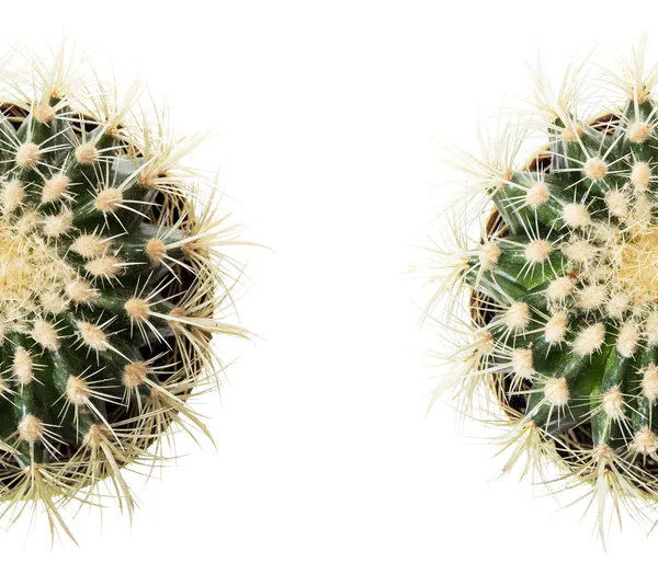 Cactus geïsoleerd op wit — Stockfoto