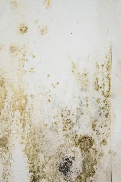 Mildewed Walls — Stock Image Mildewed Walls Royalty Free Stock Photos