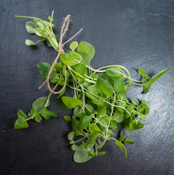 Small Oregano Plant — Stock Photo, Image