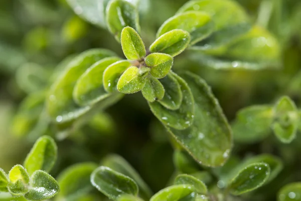 Oregano växt (närbild skott) — Stockfoto