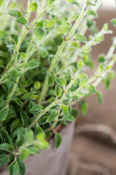 Rostlina Oregano na dřevo — Stock fotografie