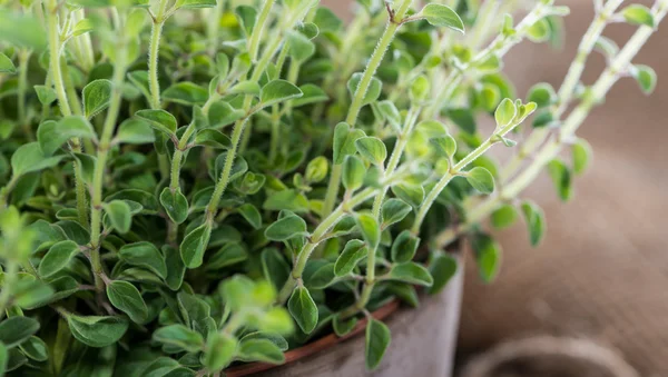 Oregano plant op hout — Stockfoto