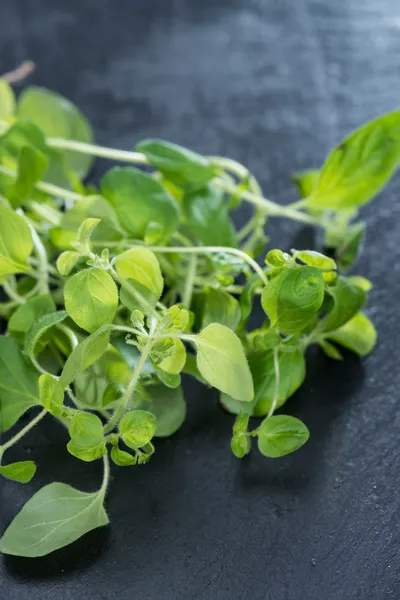 Pequena planta de orégano — Fotografia de Stock