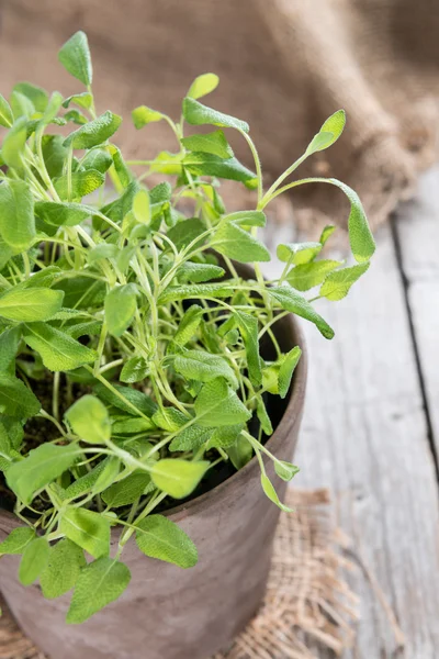 Sage plant (makro skott) — Stockfoto