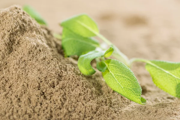 Powdered Sage — Stock Photo, Image