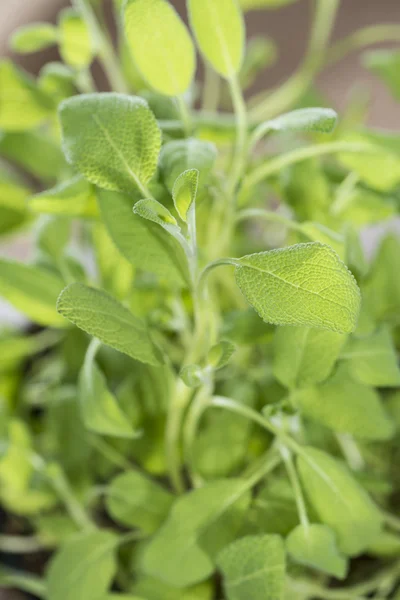 Fresh Sage Plant — Stock Photo, Image