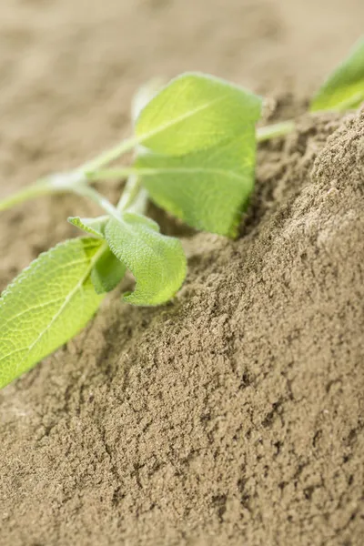 Heap of Powdered Sage — Stock Photo, Image