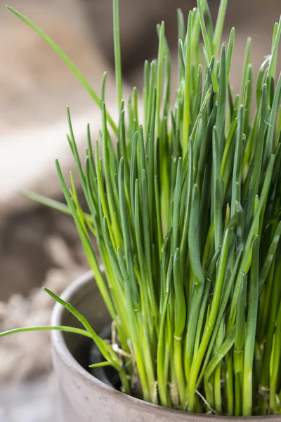 Schnittlauchpflanze (Nahaufnahme)) — Stockfoto