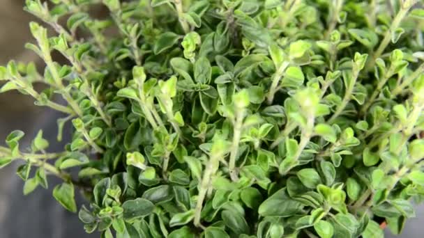 Planta de Oregano — Vídeo de stock