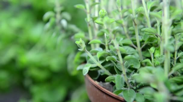 Oregano plant — Stockvideo