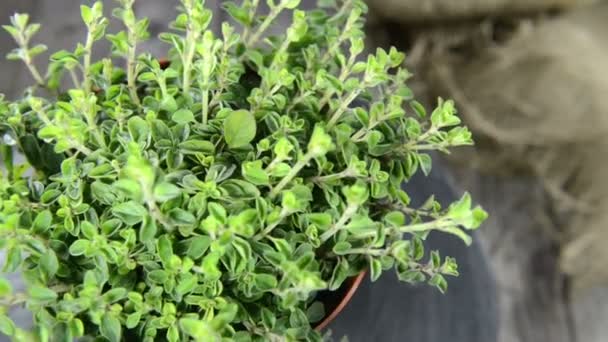 Planta de Oregano — Vídeos de Stock