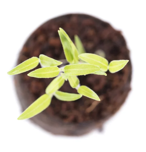Small Seedling isolated on white — Stock Photo, Image