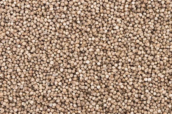 Coriander Seeds — Stock Photo, Image