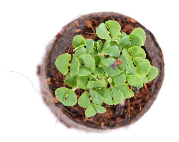 Seedling on white background — Stock Photo, Image