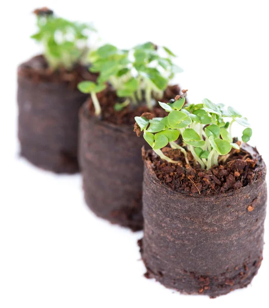 Basil Seedling — Stock Photo, Image