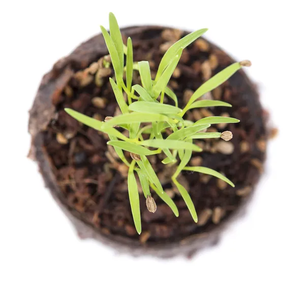 Küçük bitki — Stok fotoğraf