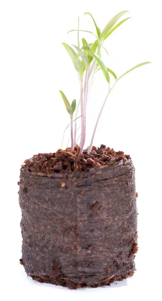 Seedling on white background — Stock Photo, Image