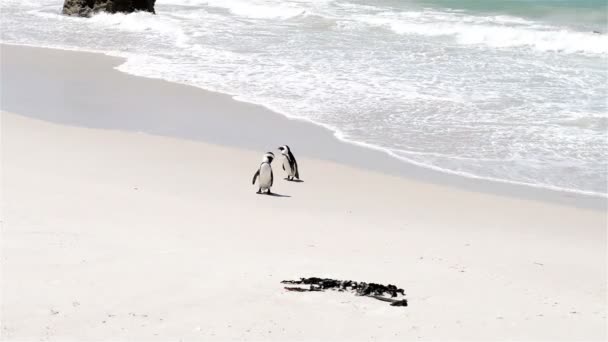 Αφρικανική πιγκουΐνους στην παραλία — Αρχείο Βίντεο