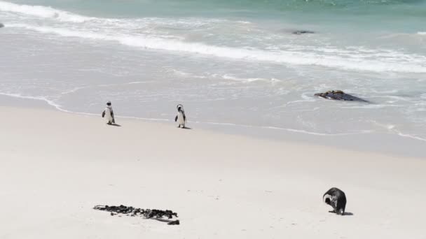 African Penguins — Stock Video