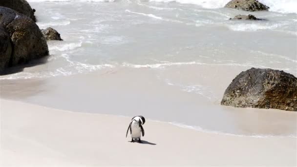 Pinguino africano — Video Stock