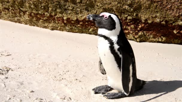 Penguin Afrika di pantai — Stok Video