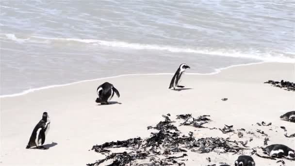 Penguins Afrika — Stok Video