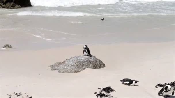 Pingvinkoloni — Stockvideo